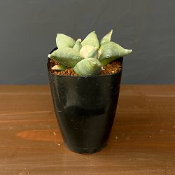 サボテン：アリオカルプス花牡丹　2.5号鉢植え