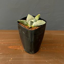 サボテン：アリオカルプス怒涛花牡丹　2.5号鉢植え