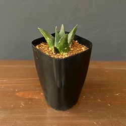 サボテン：アリオカルプス三角牡丹　2.5号鉢植え