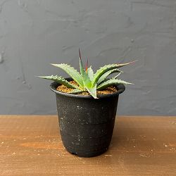 アガベ：ユタエンシスspp.　カイバベンシス　3号鉢植え