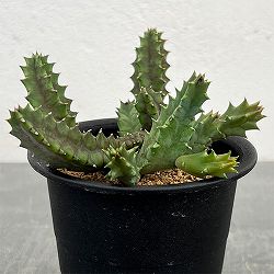フェルニア：ゼブリナ　3号鉢植え