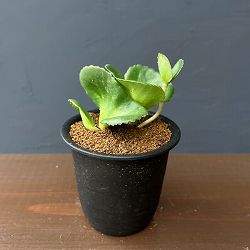 クラッスラ：サキシフラガ　3号鉢植え