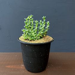 アンティミマ：ピグマエア　３号鉢植え