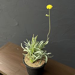 オトンナ：レピドカウリス　3号鉢植え