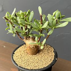 オトンナ：ロバタ　3号鉢植え