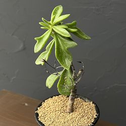 チレコドン：ビリディフロラス　3号鉢植え