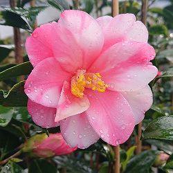 ツバキ（椿）：絞蓮華（しぼりれんげ）4号ポット