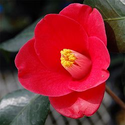 ツバキ（椿）：五月姫（さつきひめ）4号ポット