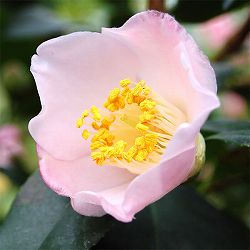 ツバキ（椿）：マリア様　4号ポット