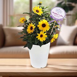 [送料無料][2026年 母の日ギフト][予約]ヒマワリ：ソルシーカー・ビーイエロー 5号鉢植え
