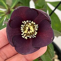 高正園さんのクリスマスローズ：シングル　グリーン系→パープルで開花（26-01）5号ポット【現品販売】