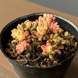 アエオニウム：小人祭錦　2号ポット*
