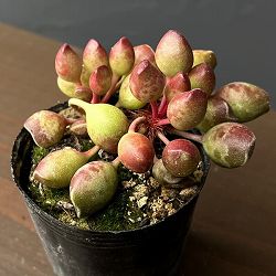 アドロミスクス：インディアンクラブ　2号ポット