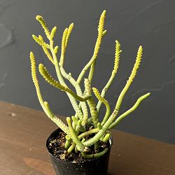 クラッスラ：緑蛇　2号ポット