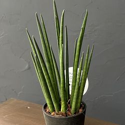 サンセベリア：バキュラリス　3号エコポット植え