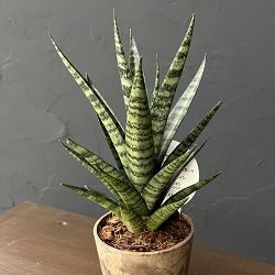 サンセベリア：インドスリー　3号エコポット植え