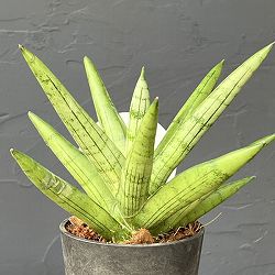 サンセベリア：シルバークラウン　3号エコポット植え