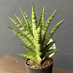 サンセベリア：パゴタ　3号エコポット植え