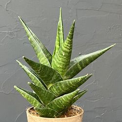 サンセベリア：インドツー　3号エコポット植え