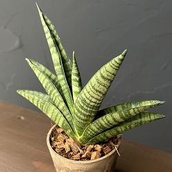 サンセベリア：インディ　3号エコポット植え