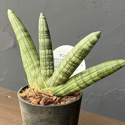 サンセベリア：ボンセレンシス　3号エコポット植え