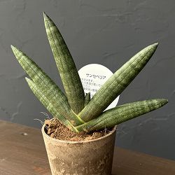 サンセベリア：ブラックボンセレンシス　3号エコポット植え