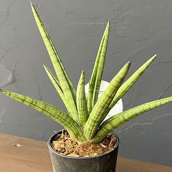 サンセベリア：ボブ　3号エコポット植え