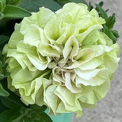 [26年4月上旬予約]ペチュニア：フレルSPカラー　シュー　フルール3.5号ポット