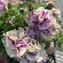 [26年4月上旬予約]ペチュニア：フレルSPカラー　フロマージュベリー3-3.5号ポット