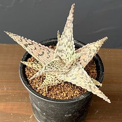 アロエ：ドリアンブラック　3号鉢植え