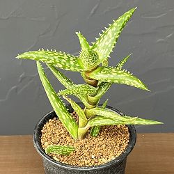 アロエ：ソマリエンシス　3号鉢植え