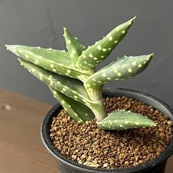 アロエ：アレ二コラ　3号鉢植え