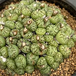 コノフィツム（原種系）：ミニマム　3.5号ポット26-01