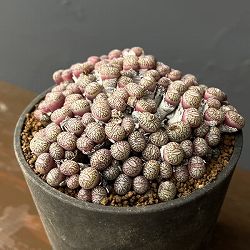 コノフィツム（原種系）：ユビフォルメ　プレパラタム　3.5号ポット26-01