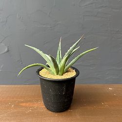 アガベ：ユタエンシス　ユタエンシス　3号鉢植え