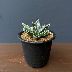 アガベ：ビクトリアレギネ（笹の雪）　バスタマンテ　3号