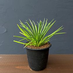 アガべ：ゲミニフローラ　ナナ　3号鉢植え