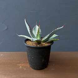 アガベ：フレキシスピナ　3号鉢植え