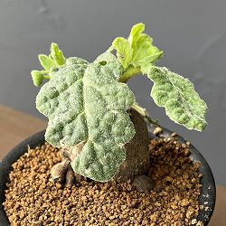 オトンナ：ブルボーサ　3号鉢植え