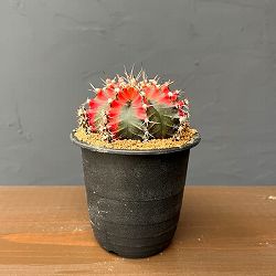 サボテン：ギムノカリキウム　緋牡丹錦（ヒボタンニシキ）3号26-01