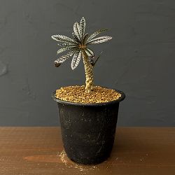 ドルステニア：ギガス　3号鉢植え