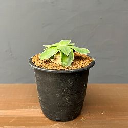 ドリミア：キリアータ　3号