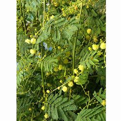 アカシア：デアネイ（ティーンズワトル）4号ポット