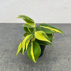 フィロデンドロン：オキシカルジウム ブラジル 2.5号ポット