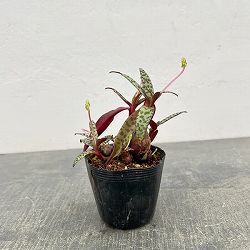 レデボウリア：ソシアリス（多分球）　2.5号ポット