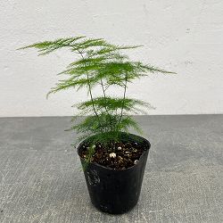 アスパラガス：プルモーサス ナナス　2.5号ポット