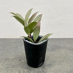 ホヤ：プビカリクス シルバーゴースト　3号ネガミエル植え