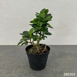 パンダガジュマル（古株）　3.5号硬質ポット