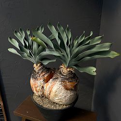 [ザ・ファームセレクト]ブーファン：ハエマンソイデス　ダブルヘッド　9号26-01