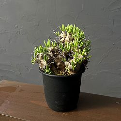 チレコドン：レティキュラーツス(万物想)4号鉢植え26-01